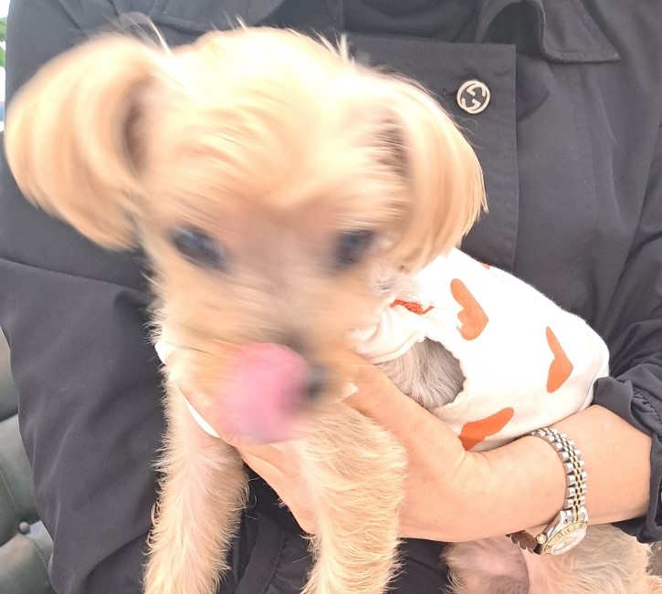 대구유기동물보호협회_427345202400658
