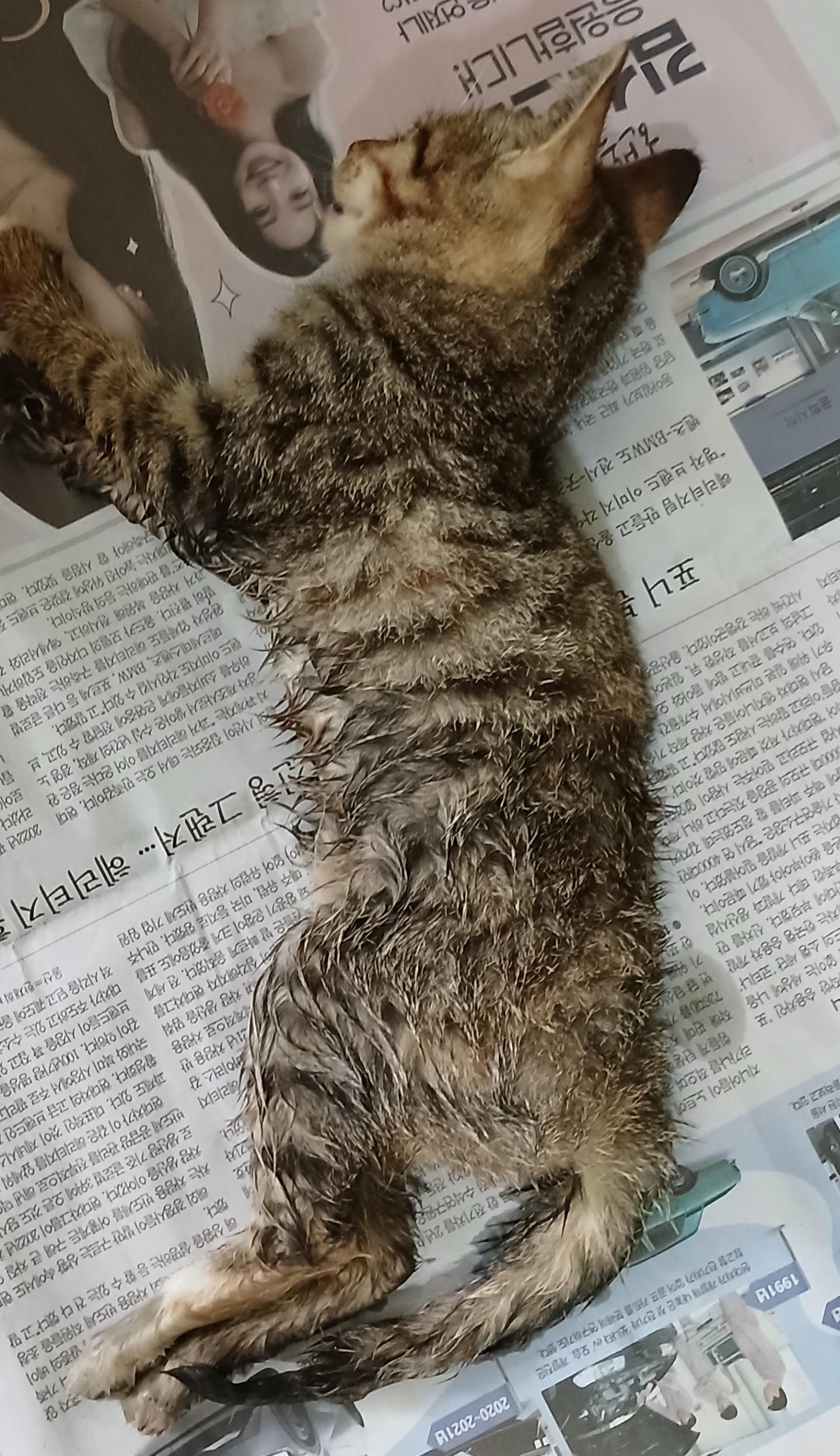 대구유기동물보호협회_427345202400659