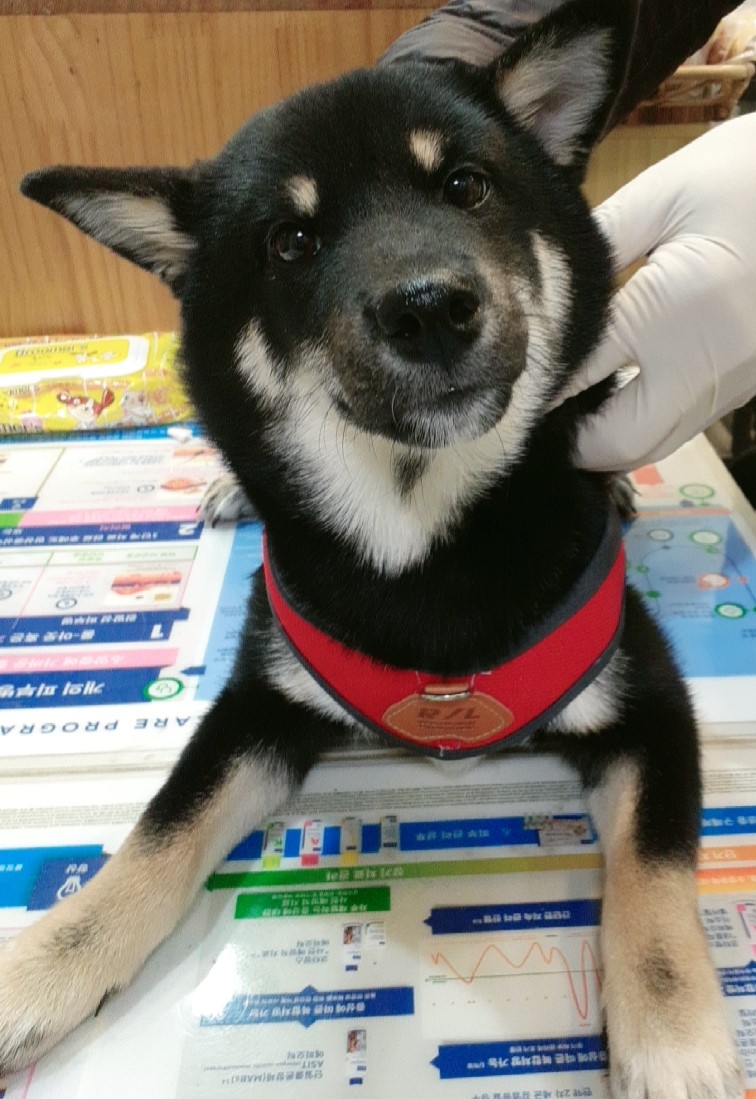 오산 유기동물보호소_441400202400773