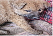 (사)동물보호관리협회_448535202401300