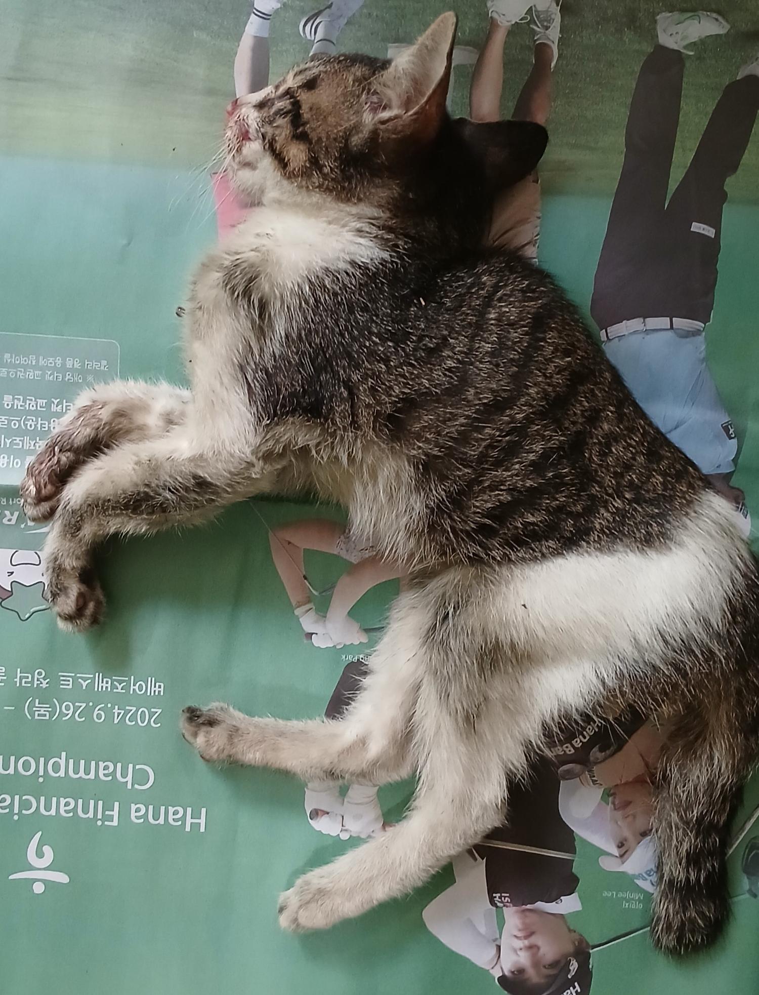 대구유기동물보호협회_427344202400349