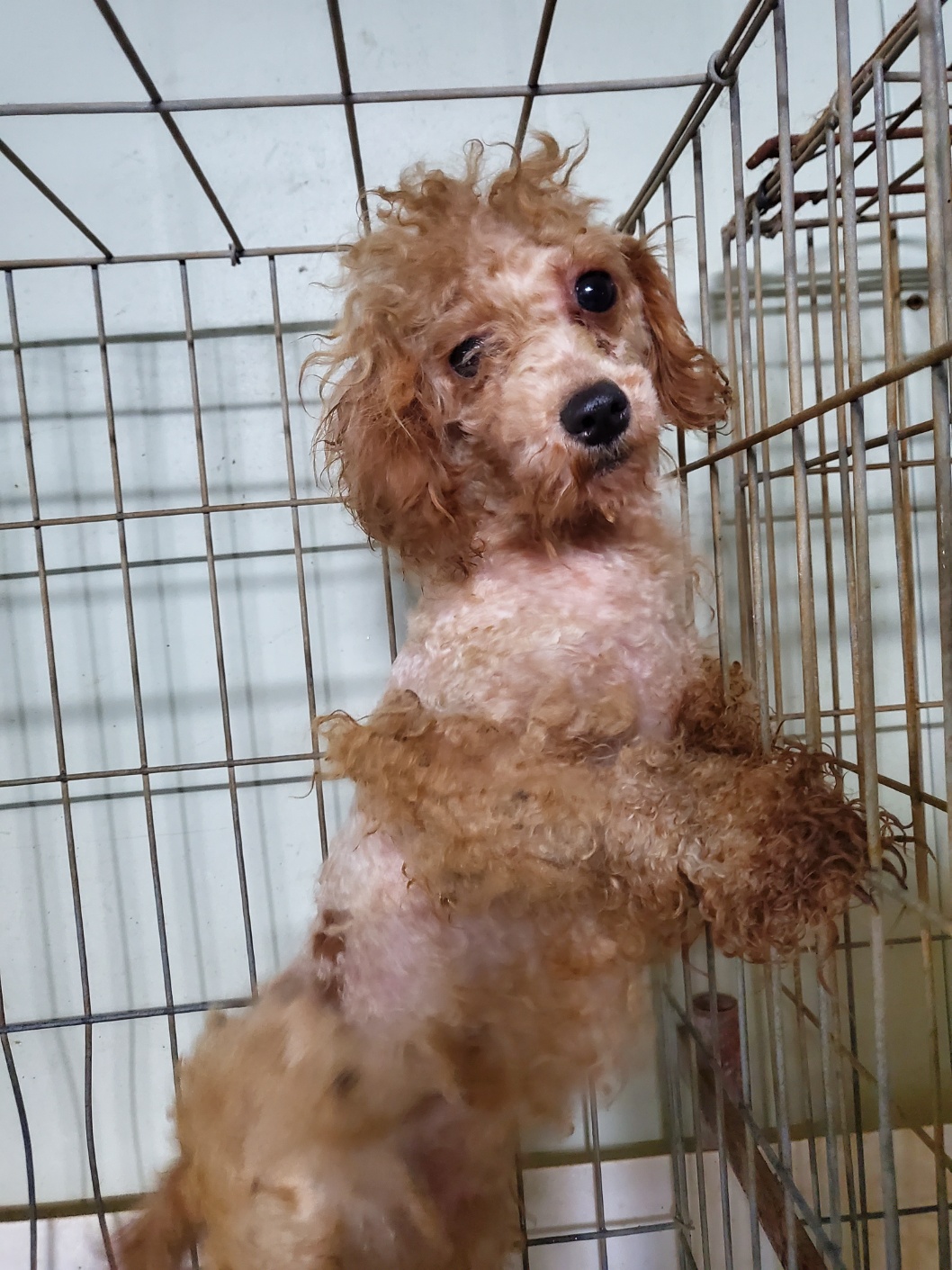 평택시유기동물보호소_441391202403044