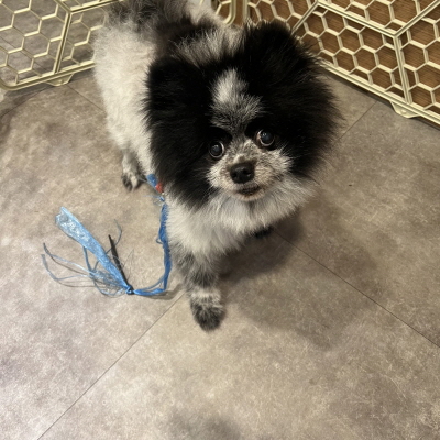 동부유기동물보호협회_426333202400667