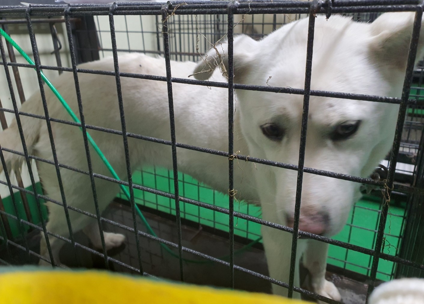 공주시 동물보호센터_444450202400472