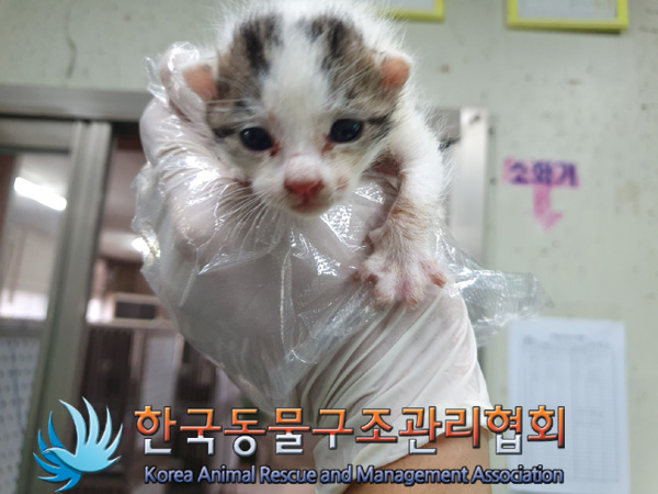 한국동물구조관리협회_411303202400504