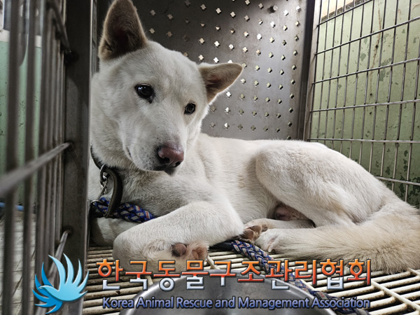 한국동물구조관리협회_441404202400550