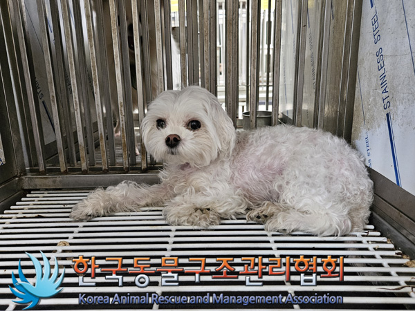 한국동물구조관리협회_441398202400489
