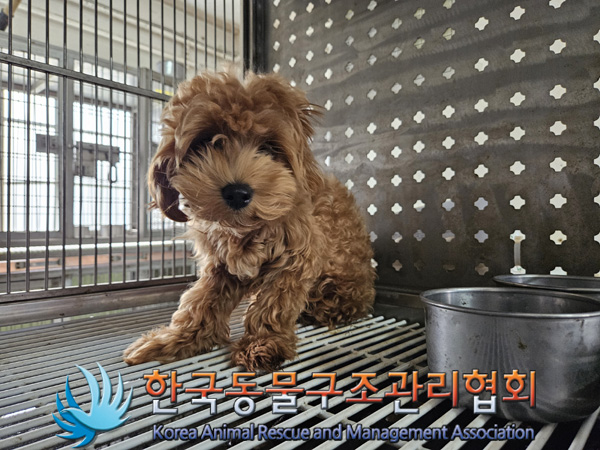 한국동물구조관리협회_441404202400551