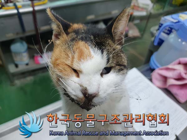한국동물구조관리협회_411303202400506