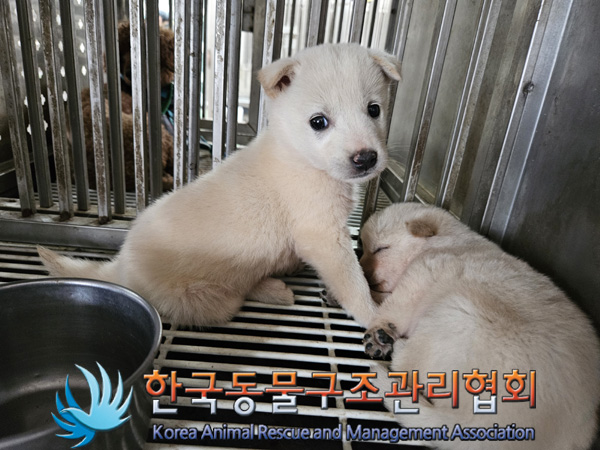 한국동물구조관리협회_441409202401671
