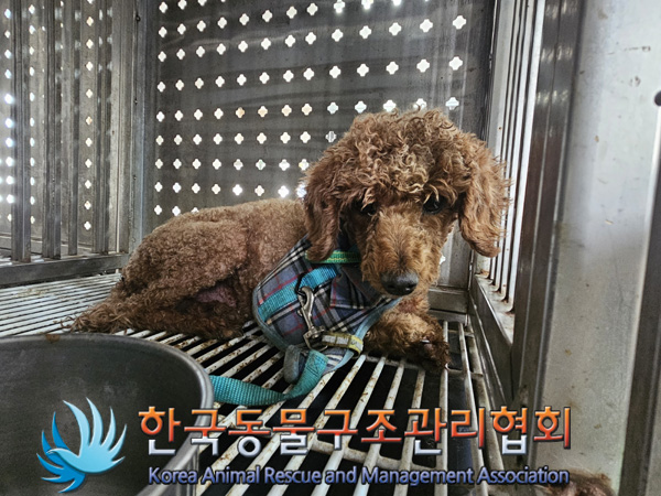 한국동물구조관리협회_441559202401181