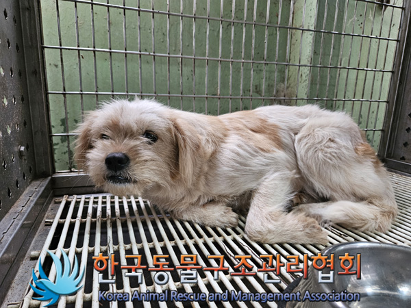 한국동물구조관리협회_441409202401670