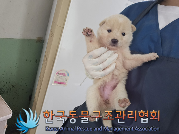 한국동물구조관리협회_441409202401668