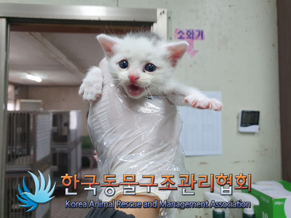 한국동물구조관리협회_441406202401848