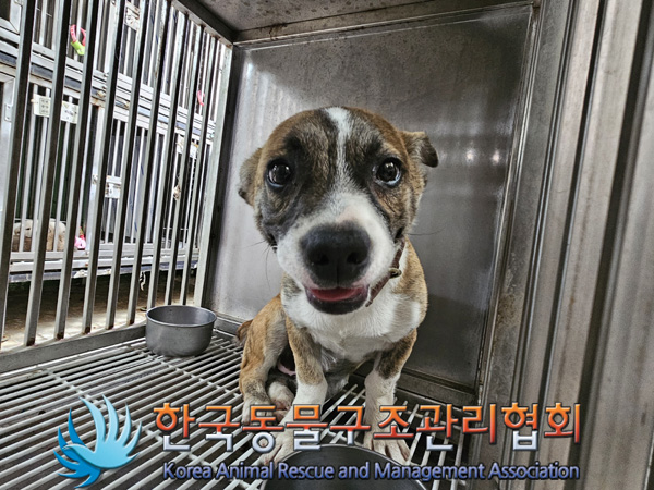 한국동물구조관리협회_411311202400903
