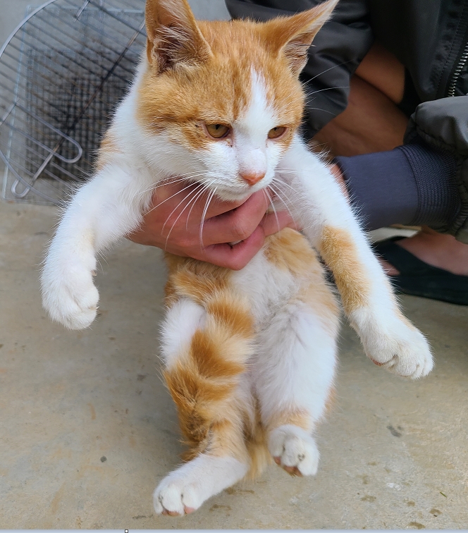 영천유기동물보호센터_447510202400801