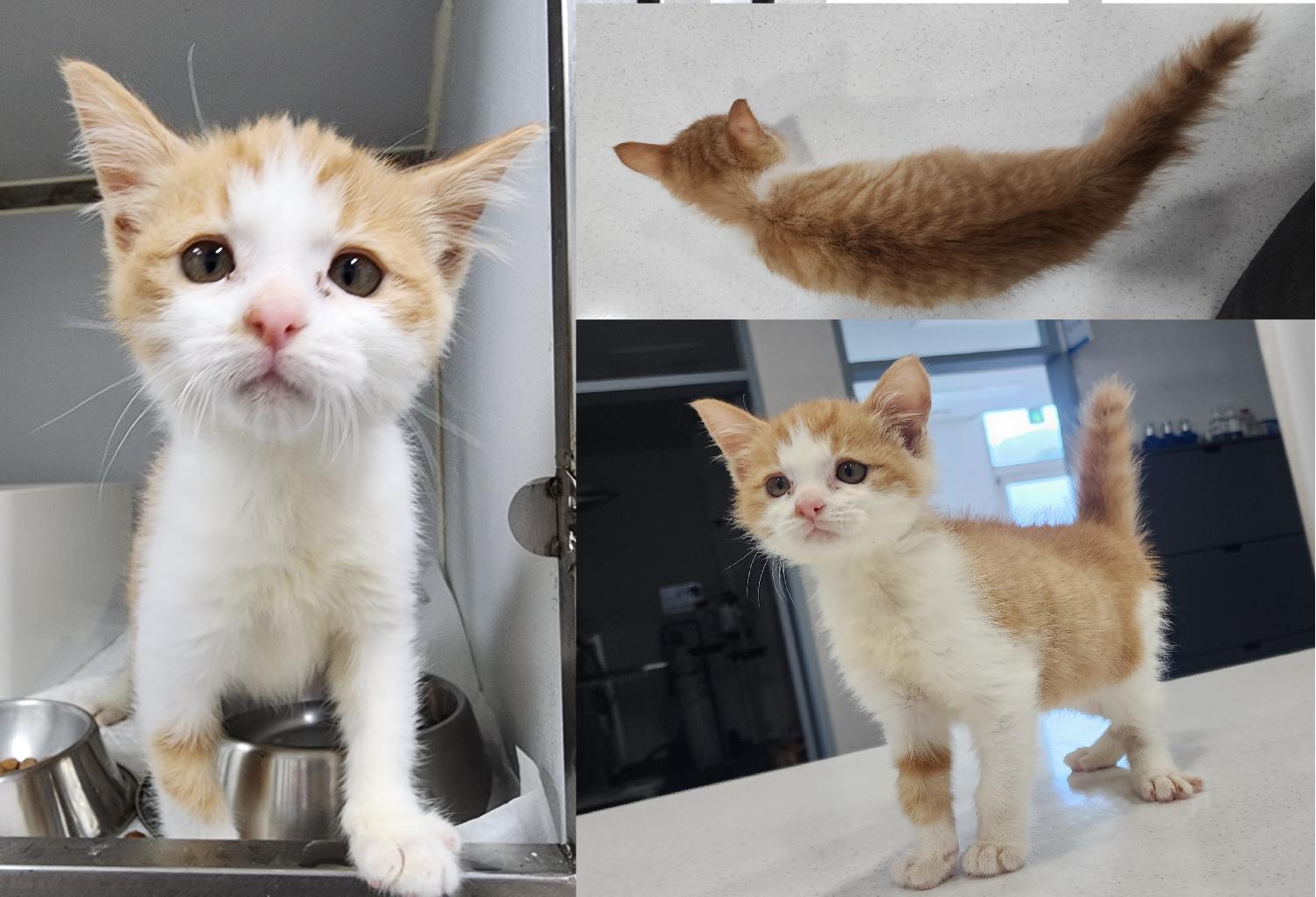 [고양이] 한국 고양이 충남-서산-2024-00704 유기동물 배경 이미지 입니다.