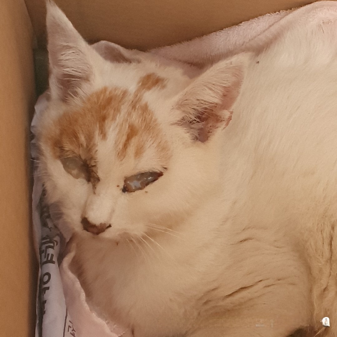 울산유기동물보호센터_431373202401626