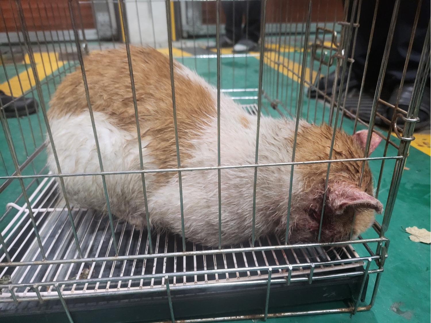 고양시동물보호센터_441394202402344