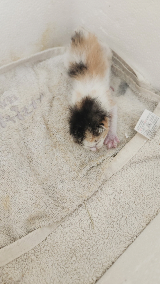 익산유기동물보호소_445468202402909