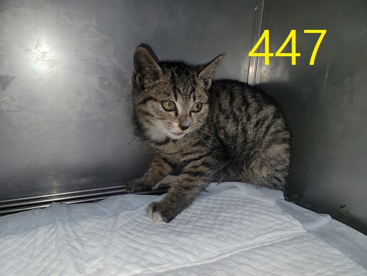 신영재동물병원_428355202400783