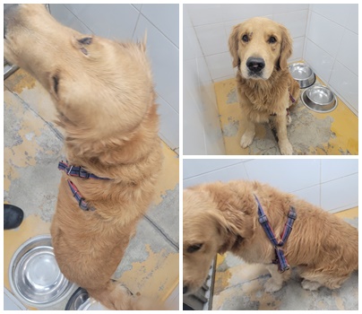 논산시 동물보호센터_444454202401038