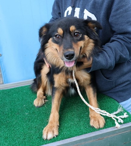 제주 동물보호센터_450650202403227