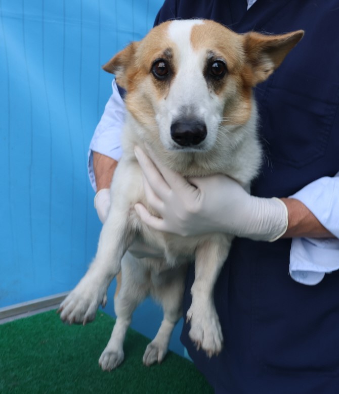 제주 동물보호센터_450650202403230
