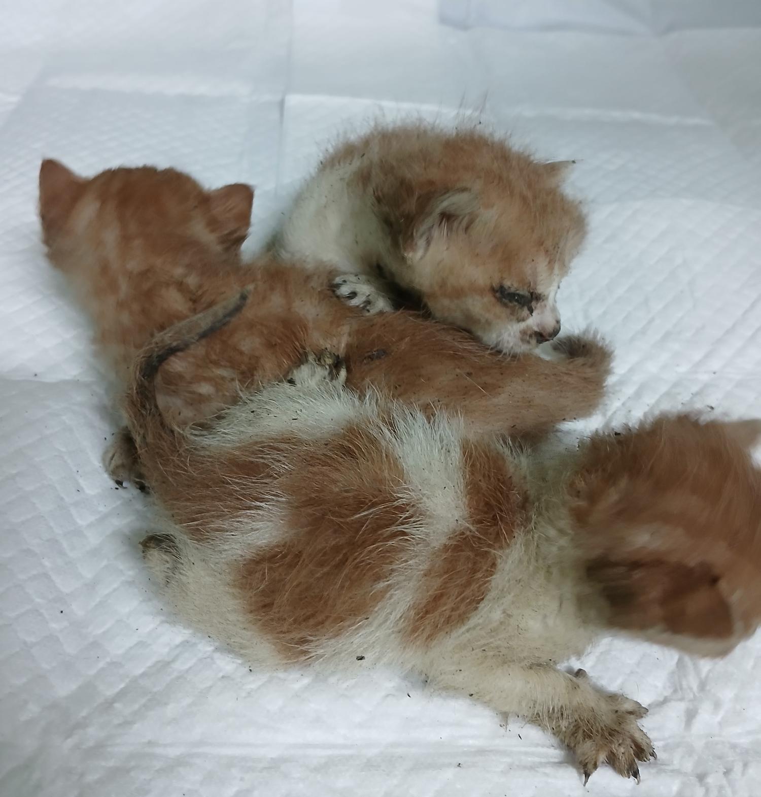 대구유기동물보호협회_427347202400944