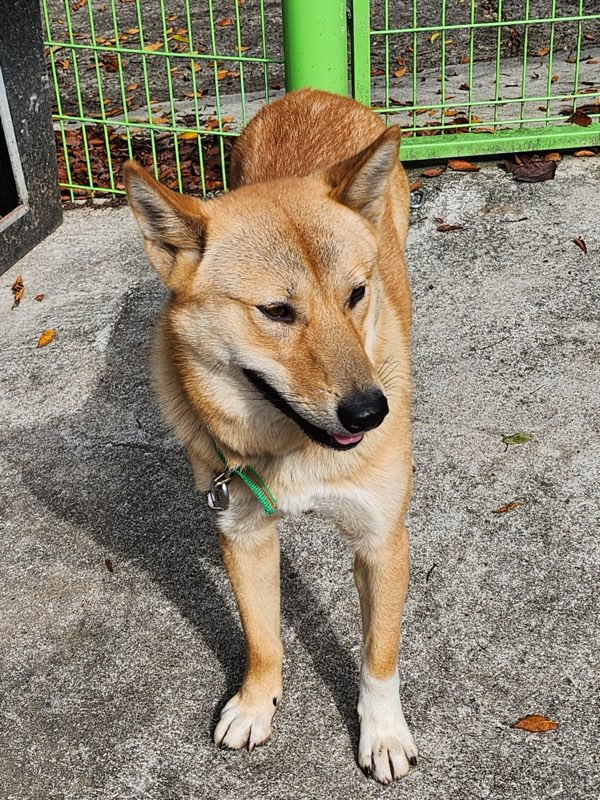 영주시 동물보호센터_447509202400328