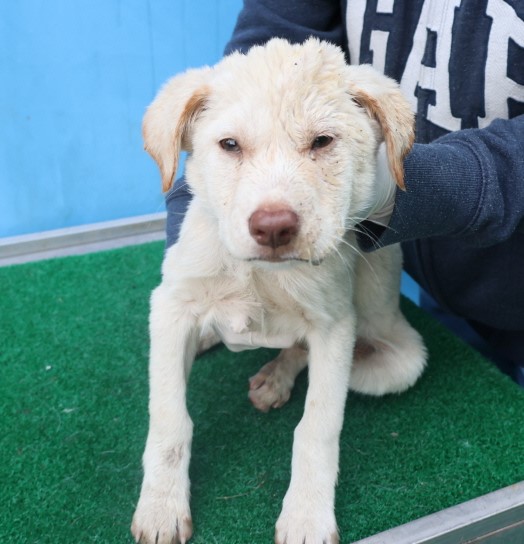 제주 동물보호센터_450650202403225