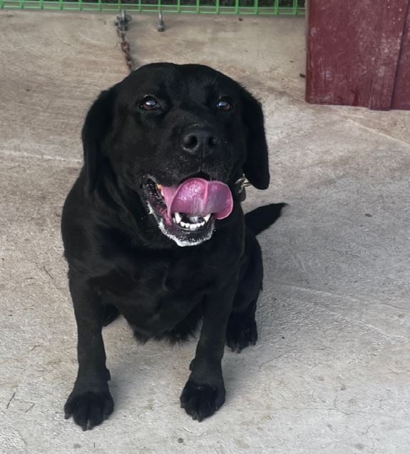 양양군유기동물보호소_442435202400214