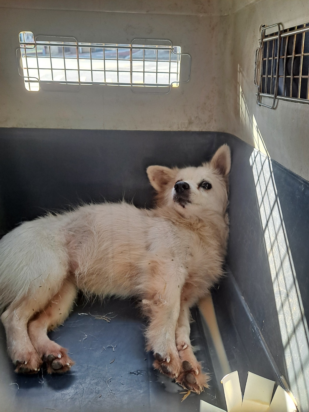 거제시유기동물보호소_448537202401205