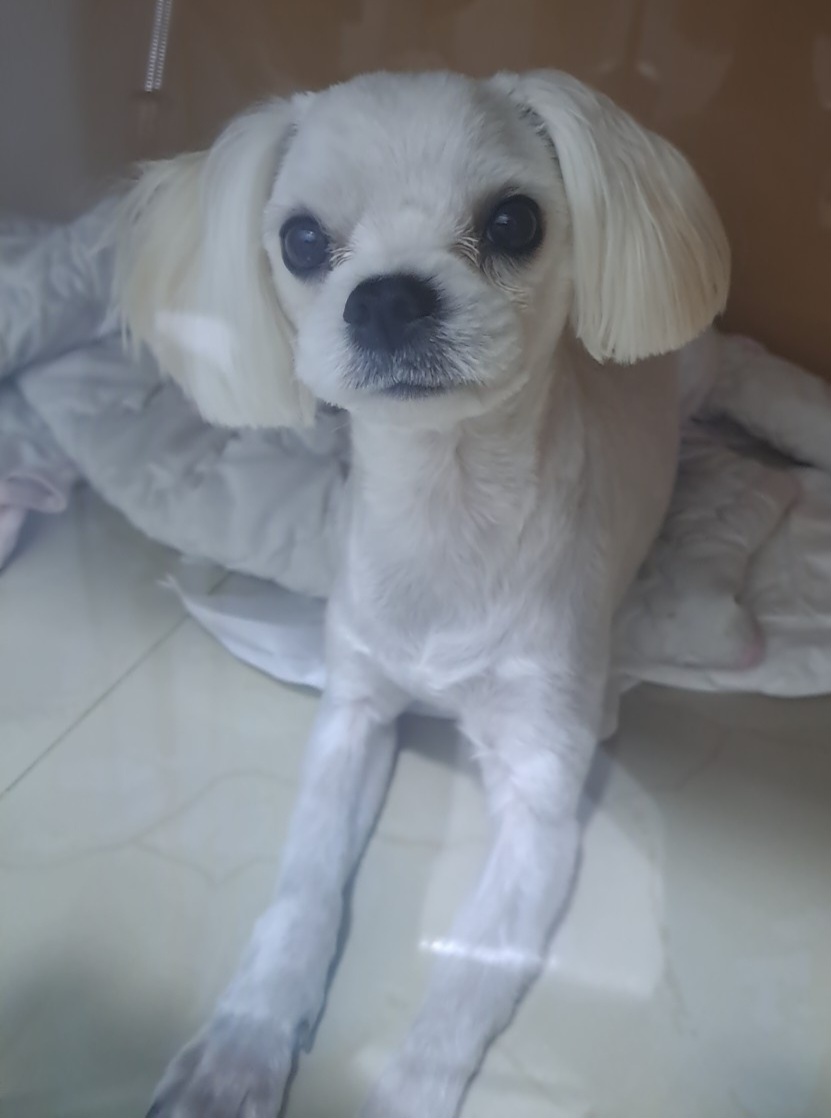 수원시 동물보호센터_441374202401425