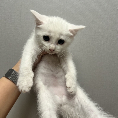 동부유기동물보호협회_426333202400673