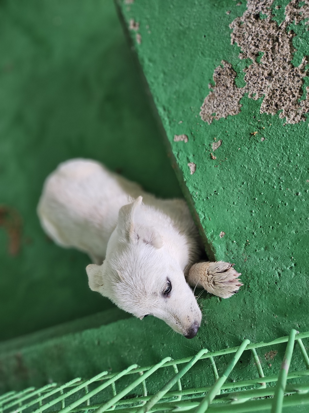 진안군유기동물보호소_445473202400642