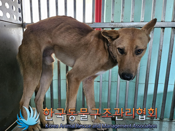 한국동물구조관리협회_441404202400553