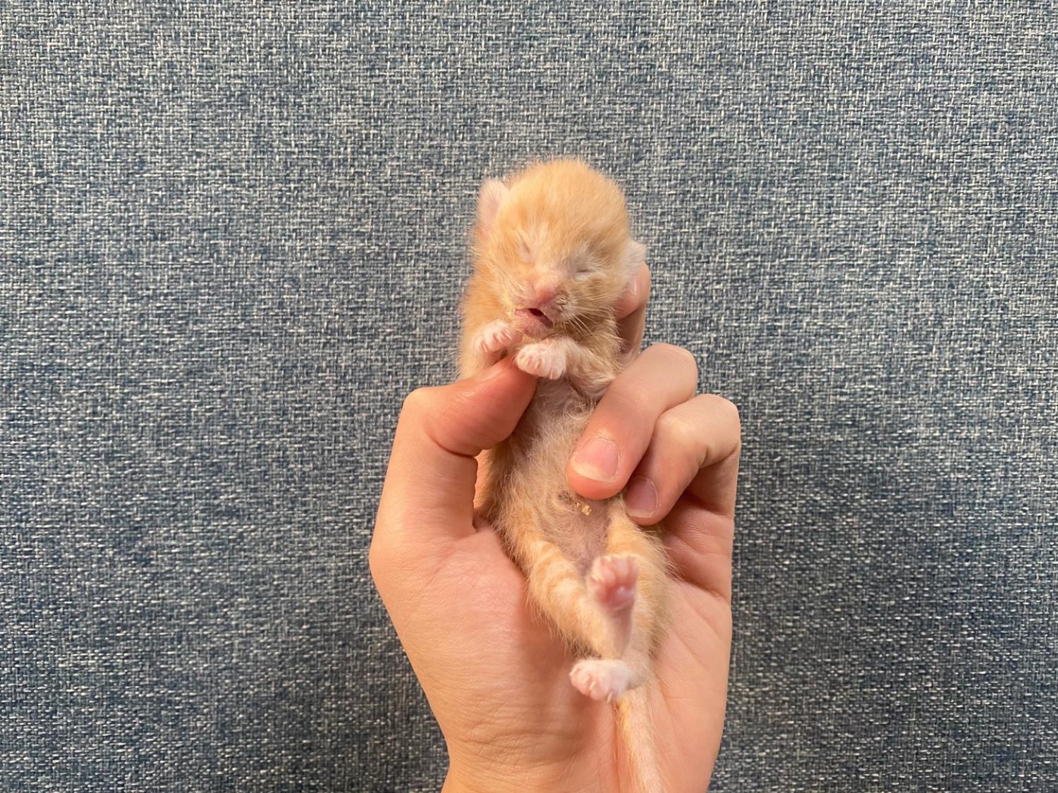 한국야생동물보호협회_441393202401969