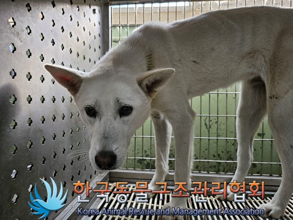 한국동물구조관리협회_441406202401866