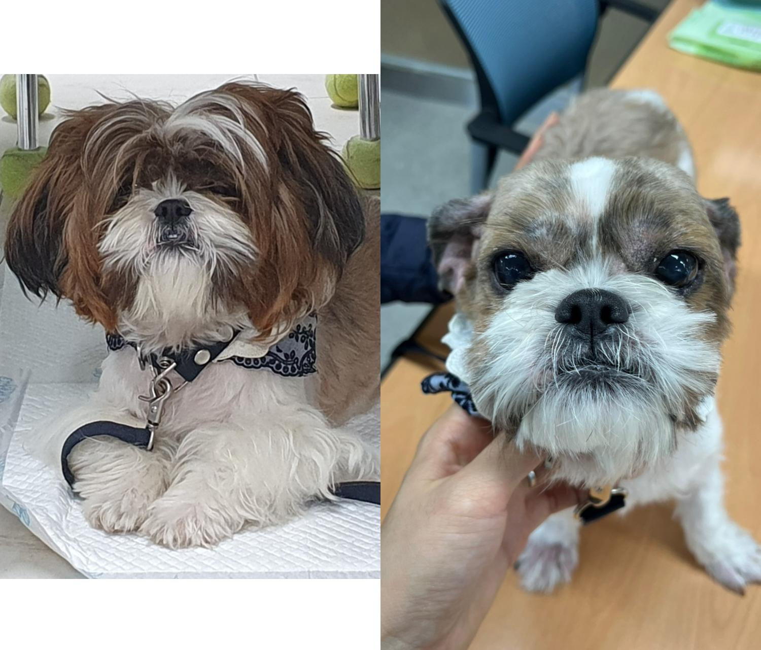 경주동물사랑보호센터_447505202401244