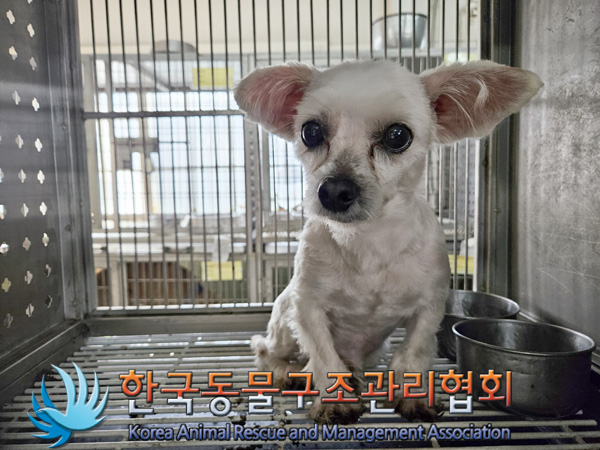 한국동물구조관리협회_441560202401330