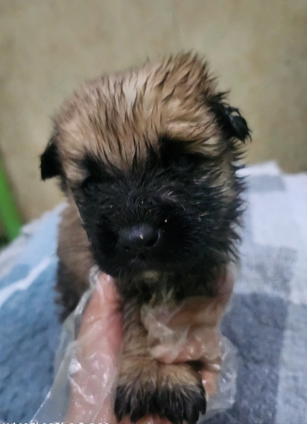 울산유기동물보호센터_431373202401644