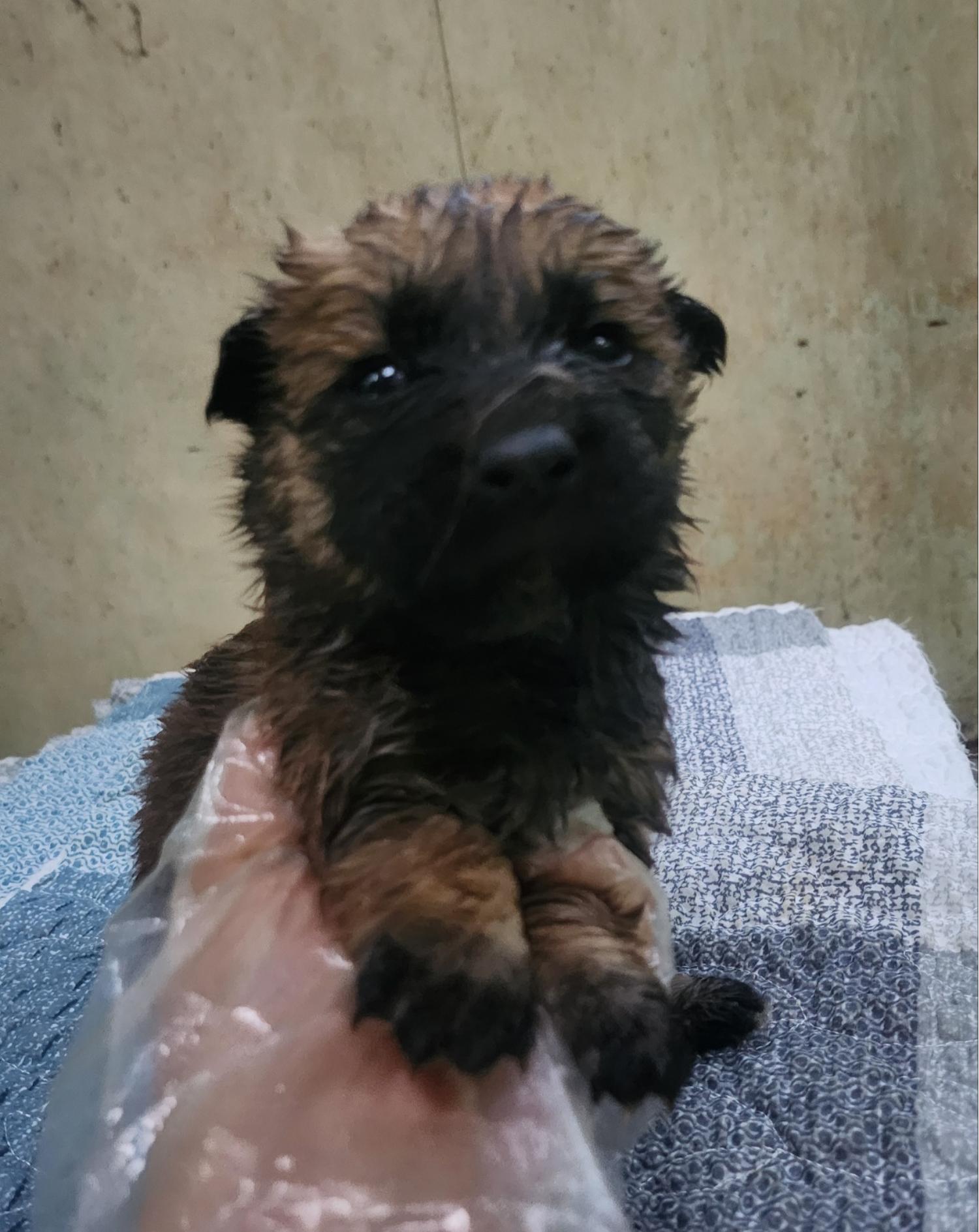 울산유기동물보호센터_431373202401645