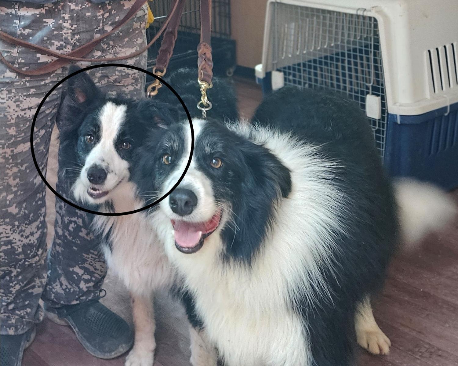 창원유기동물보호소_448567202401246