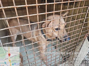 대전동물보호센터_430367202400794