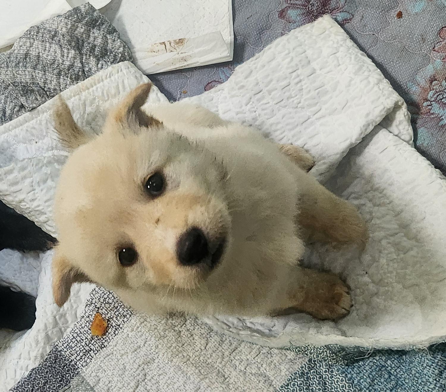 울산유기동물보호센터_431373202401651