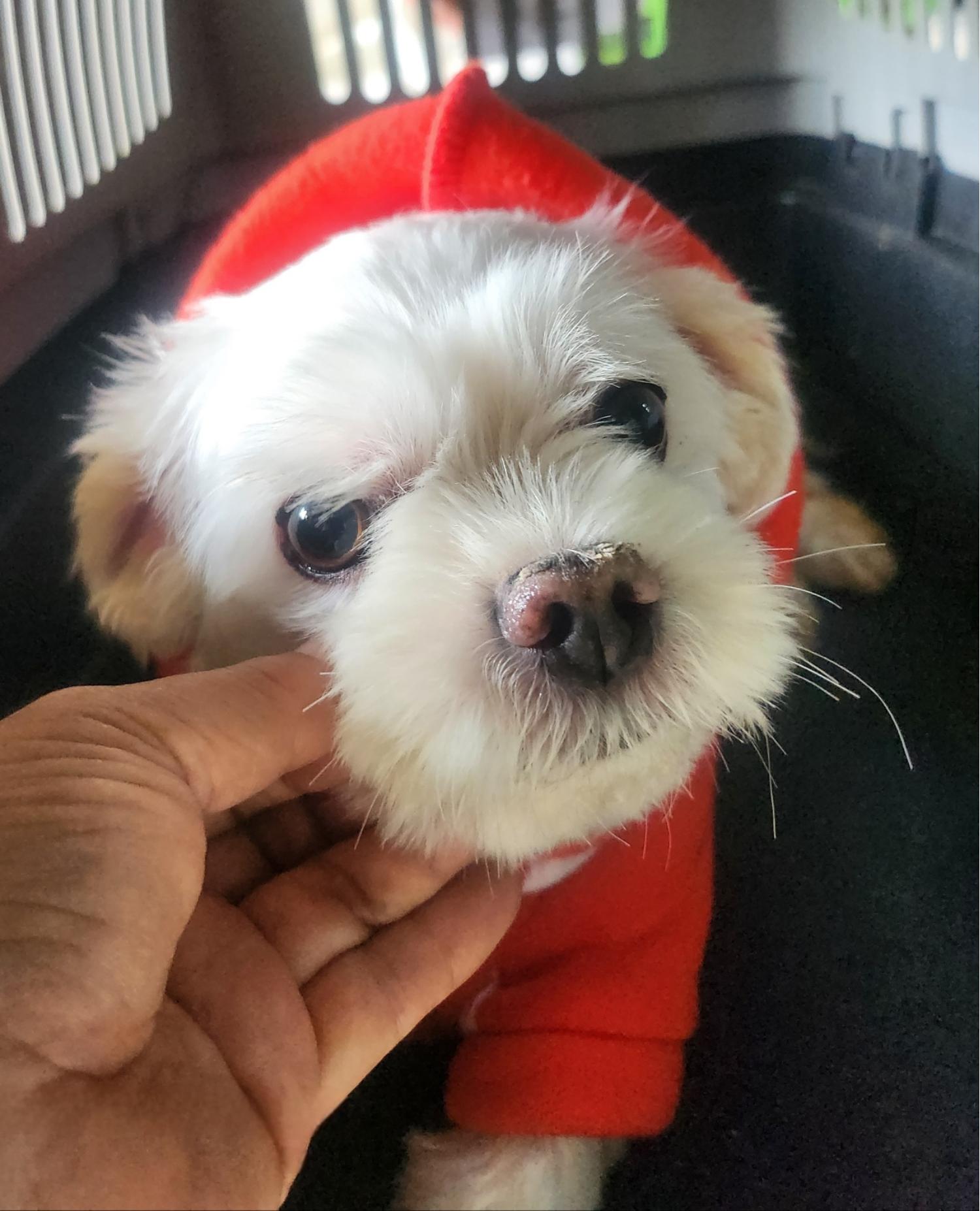 울산유기동물보호센터_431369202400639