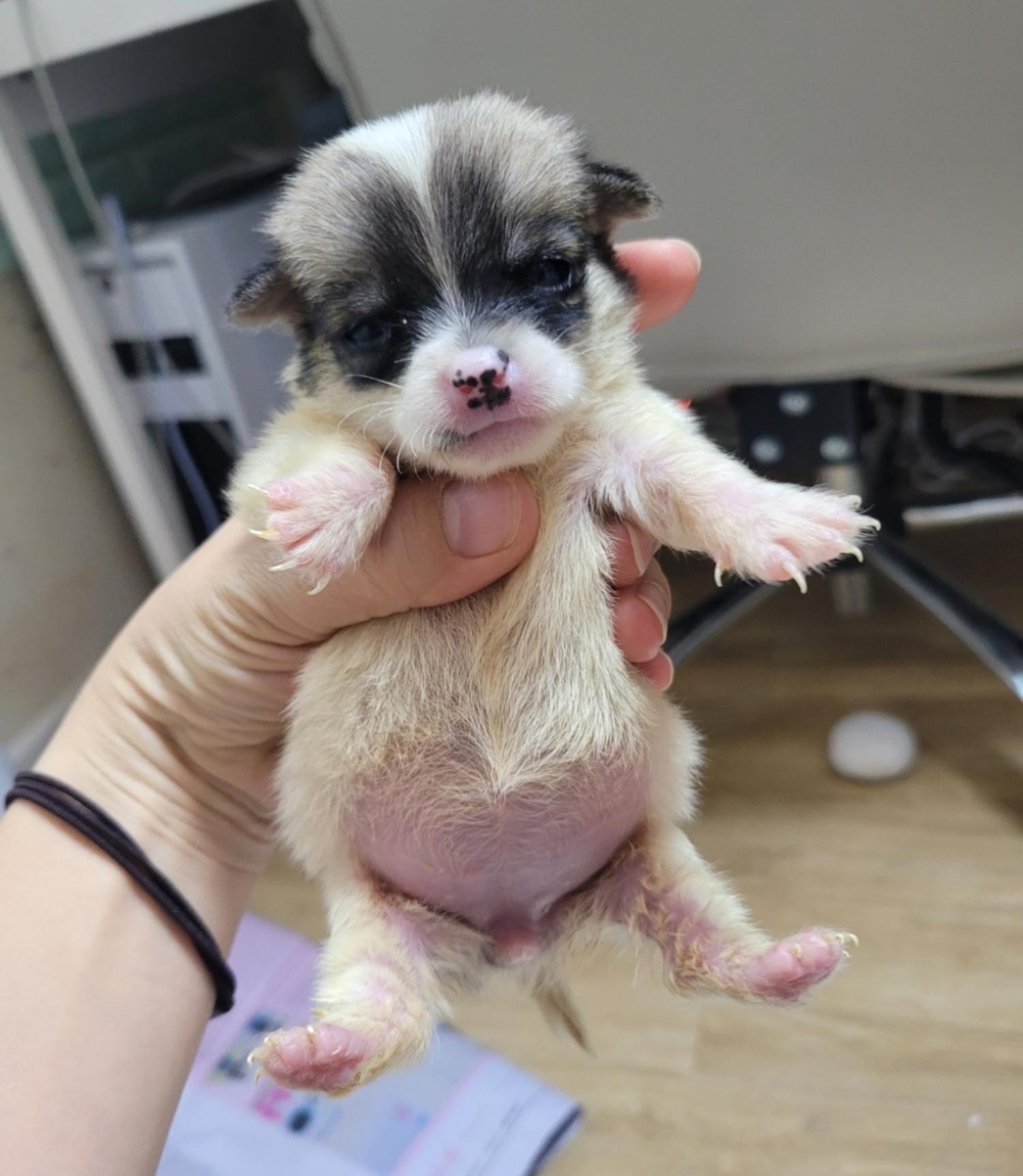 유기동물보호센터_447507202400111