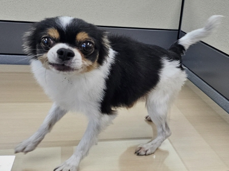 원주시동물보호센터_442419202400838