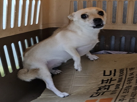 원주시동물보호센터_442419202400837